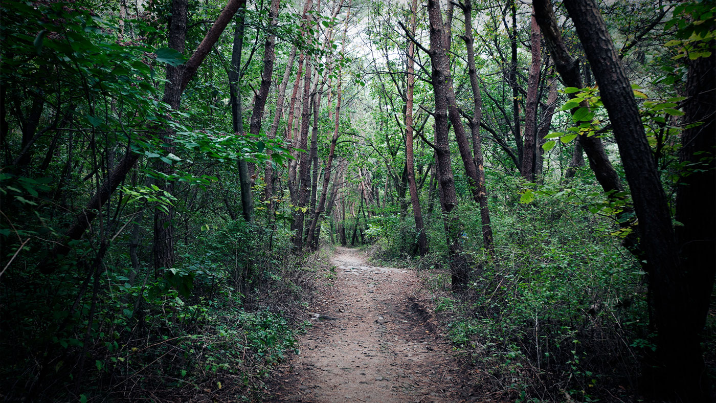 충주 계립령로 하늘재 (忠州 鷄立嶺路 하늘재): 명승 제49호