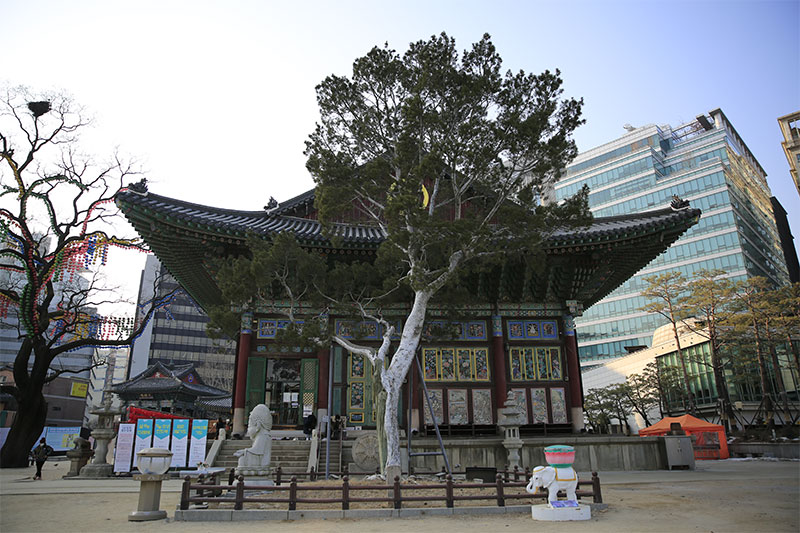 서울 조계사 백송 (서울 曹溪寺 백송)