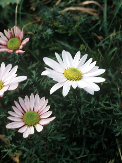 구절초 (九節草, 들국화)