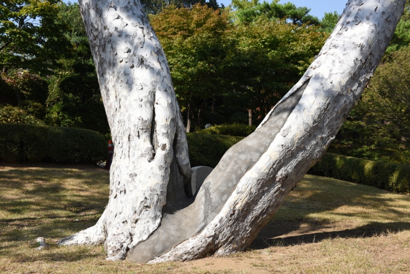 서울 재동 백송 (서울 齋洞 백송)
