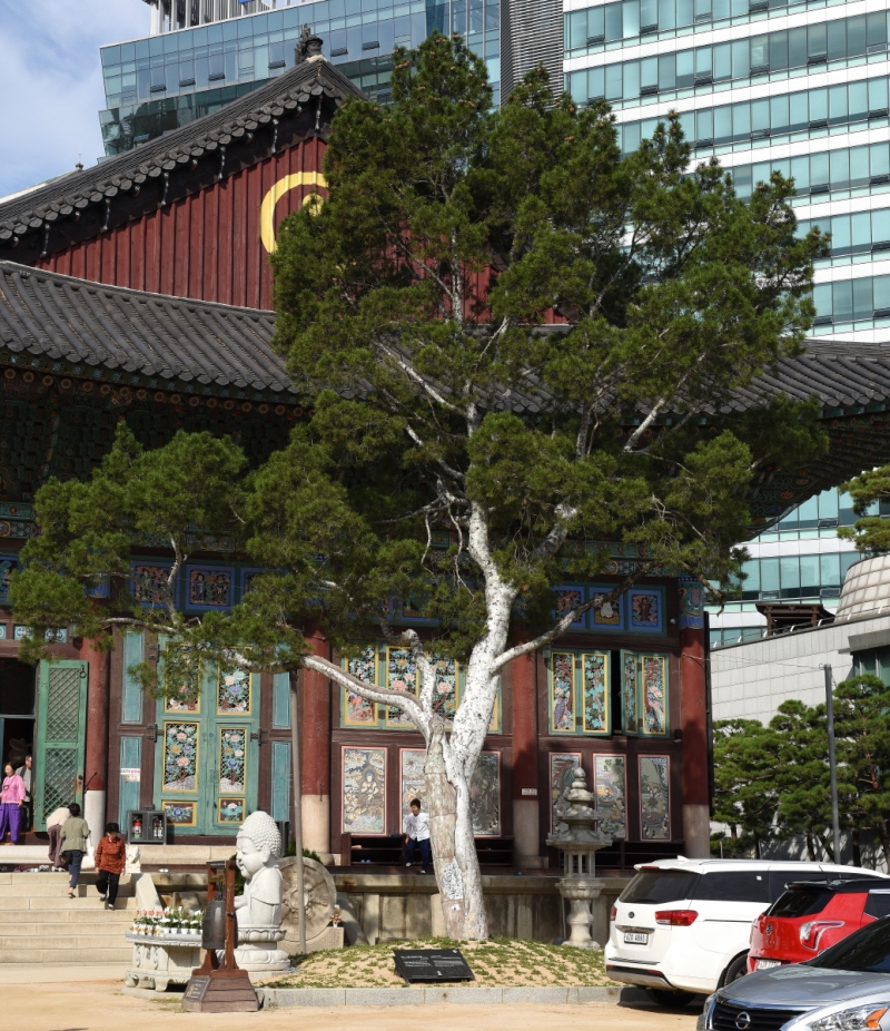 서울 조계사 백송 (서울 曹溪寺 백송)