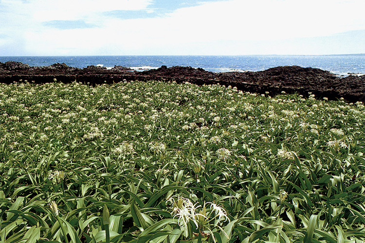 제주 토끼섬 문주란 자생지 (濟州 토끼섬 문주란 自生地)