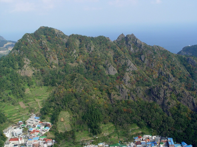 울릉 도동 섬개야광나무와 섬댕강나무군락 (鬱陵 道洞 섬개야광나무와 섬댕강나무群落)