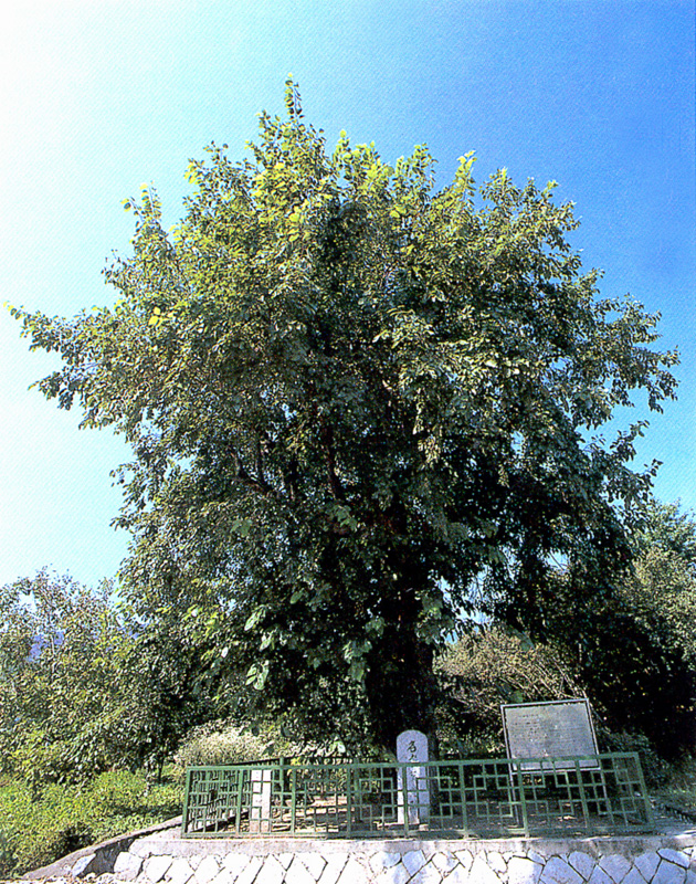 은척면의뽕나무 (銀尺面의뽕나무)